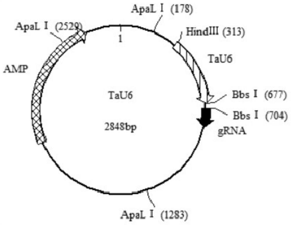 High-efficiency gene editing method of Zoysia japonica mediated by gene gun