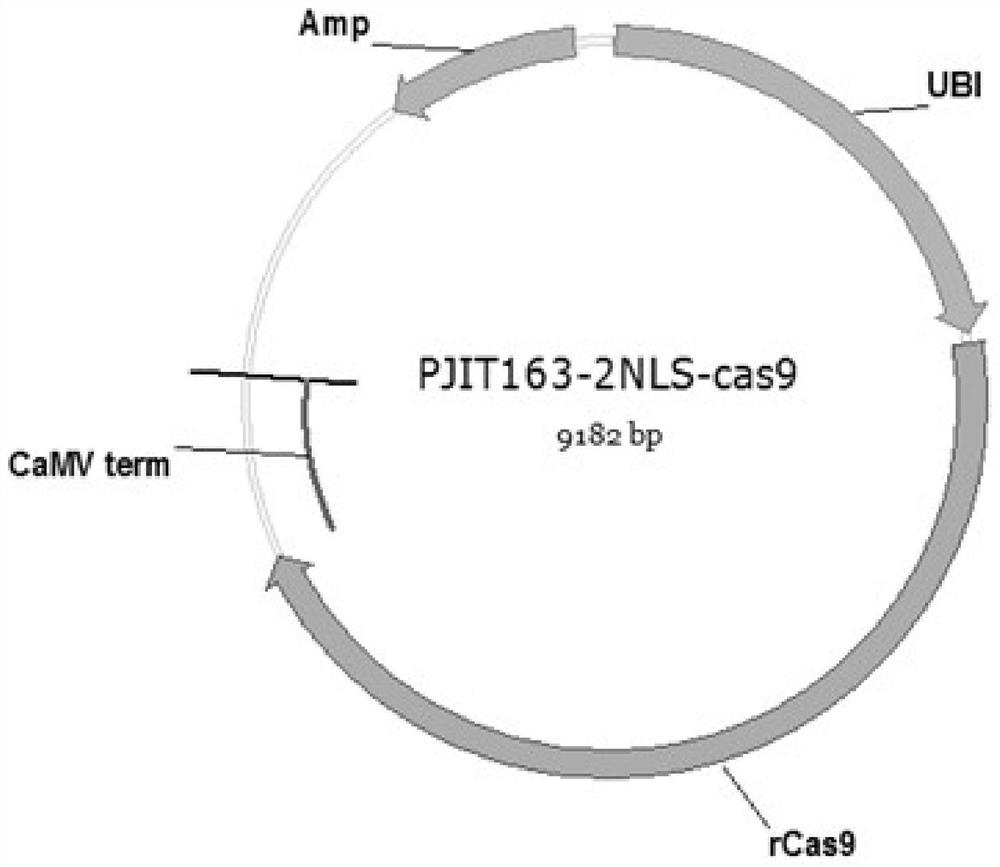 High-efficiency gene editing method of Zoysia japonica mediated by gene gun