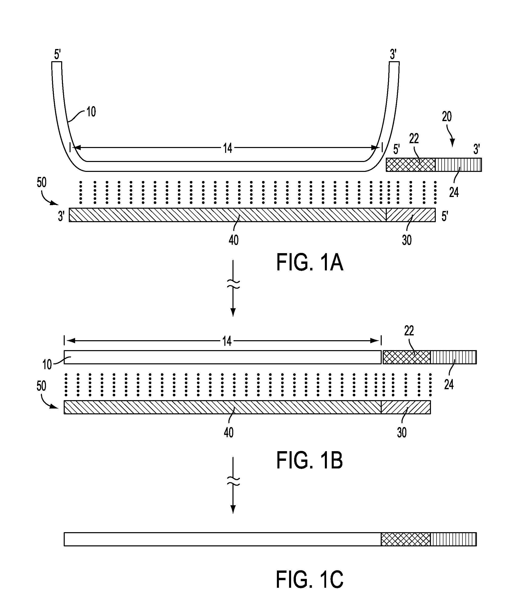 Multiplex oligonucleotide addition and target amplification