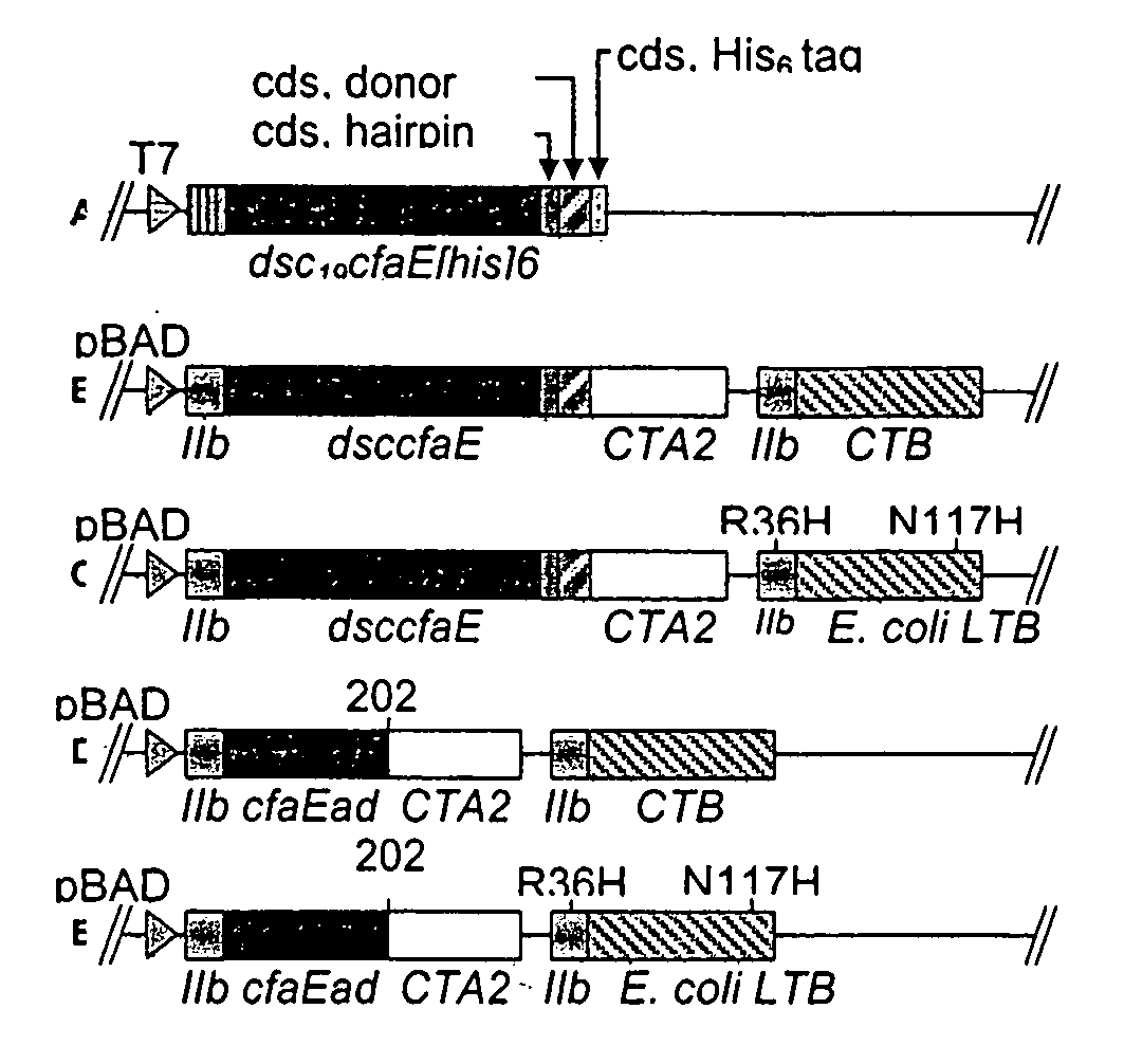 Adhesin-enterotoxin chimera based immunongenic composition against enterotoxigenic Escherichia Coli