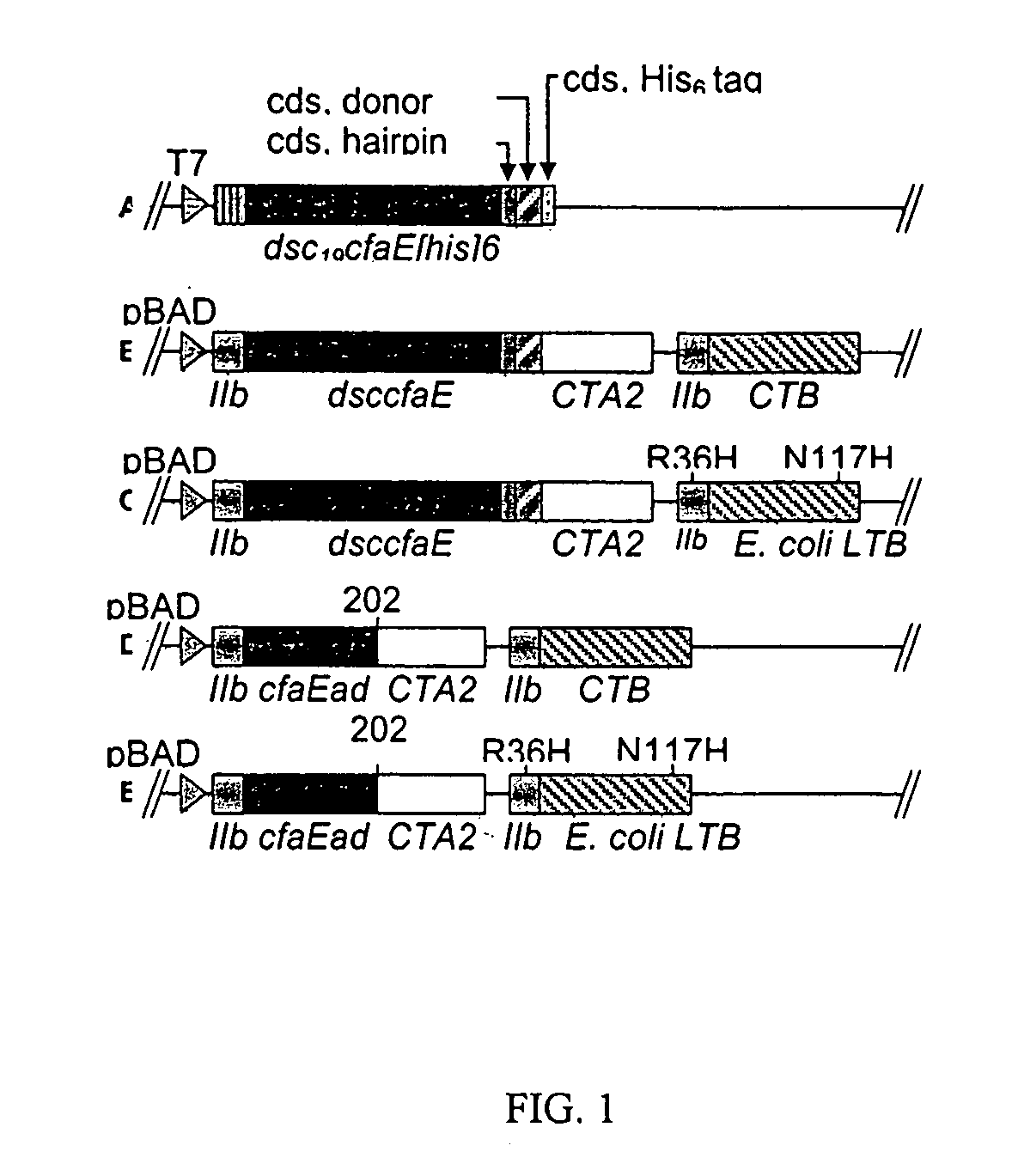 Adhesin-enterotoxin chimera based immunongenic composition against enterotoxigenic Escherichia Coli