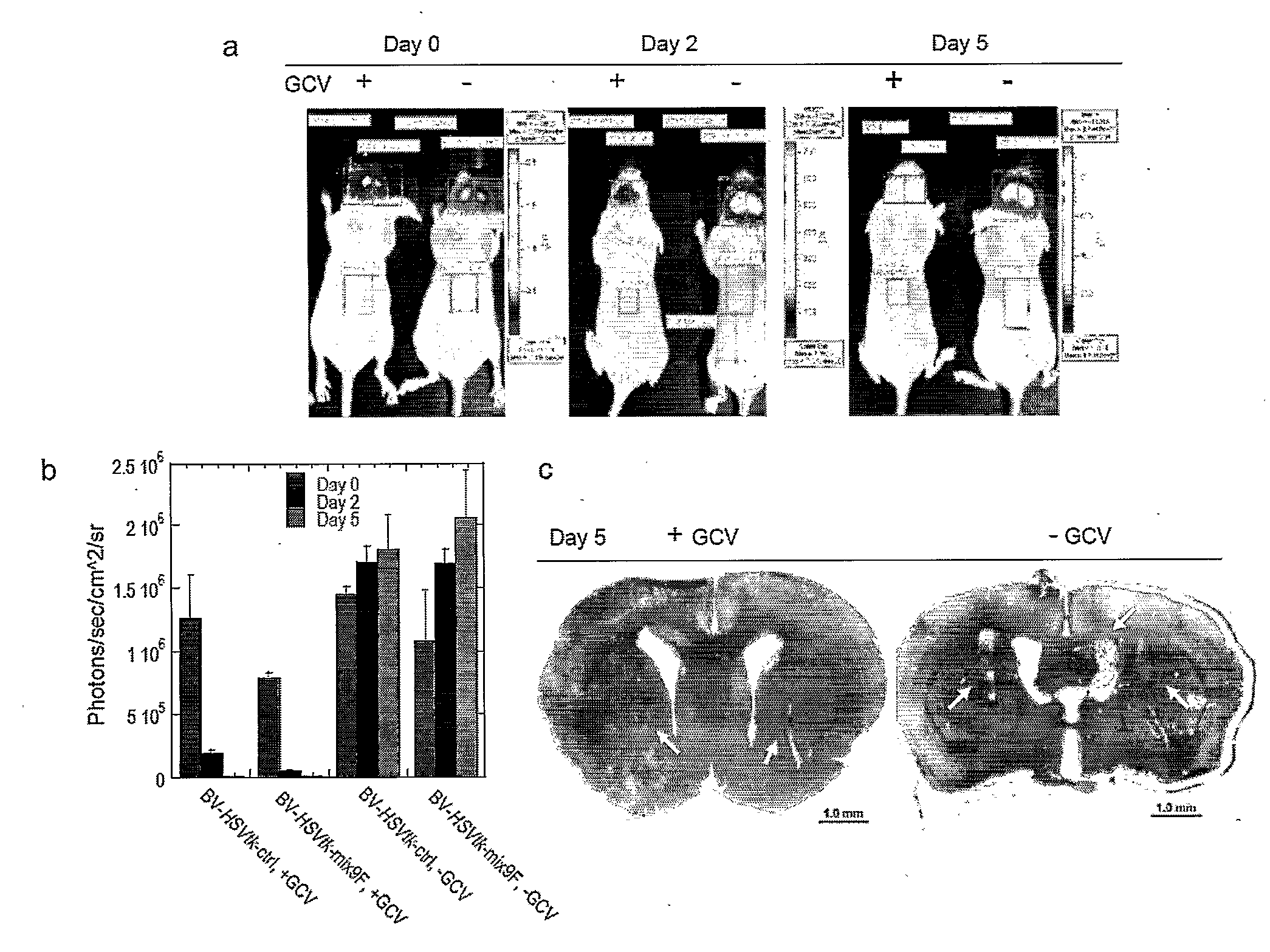 Nucleic acid molecule and method of targeting gene expression to gliomas