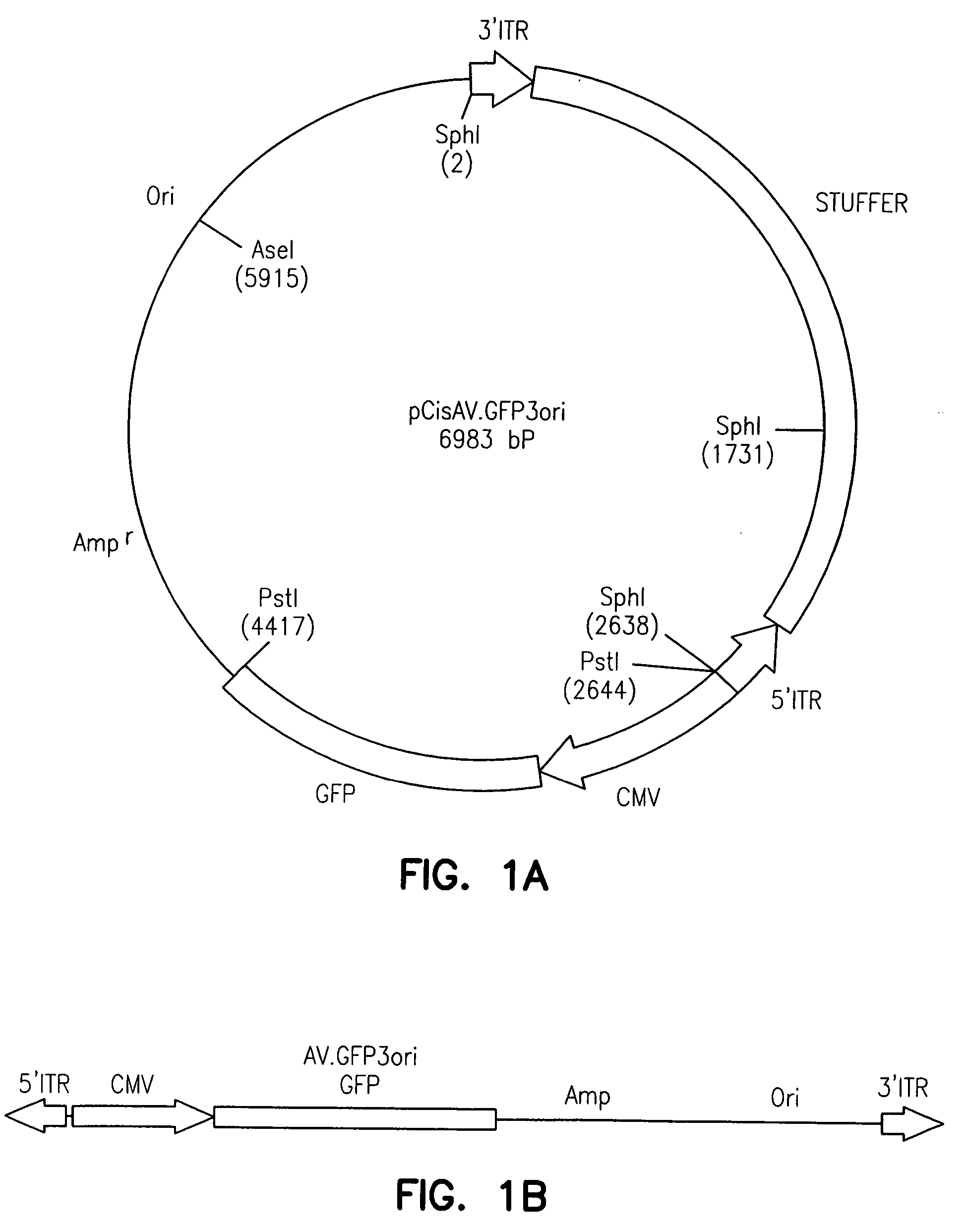 Adeno-associated virus vectors