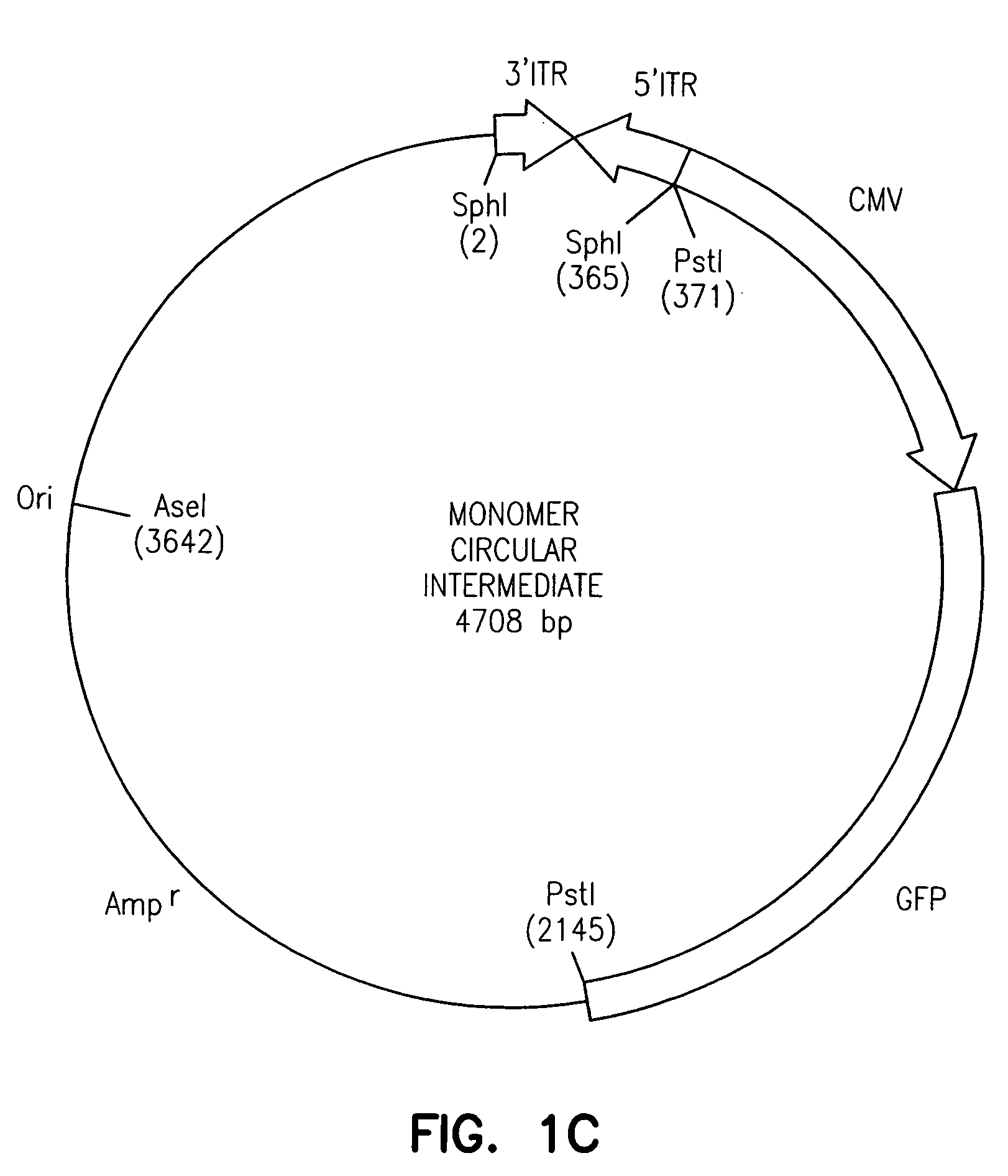 Adeno-associated virus vectors