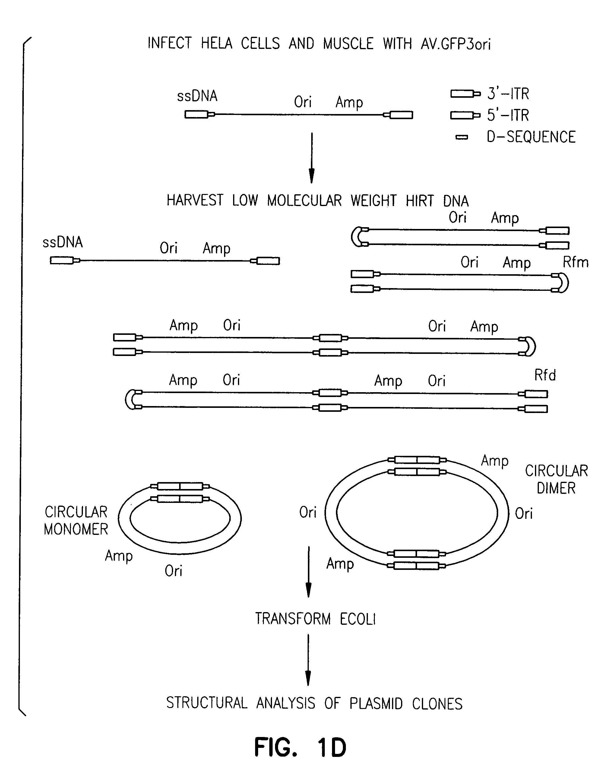 Adeno-associated virus vectors