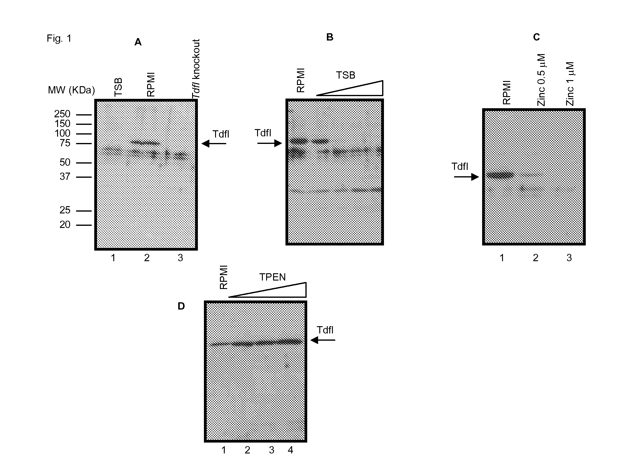 Vaccine Comprising Protein NMB0964 From Neisseria Meningitidis