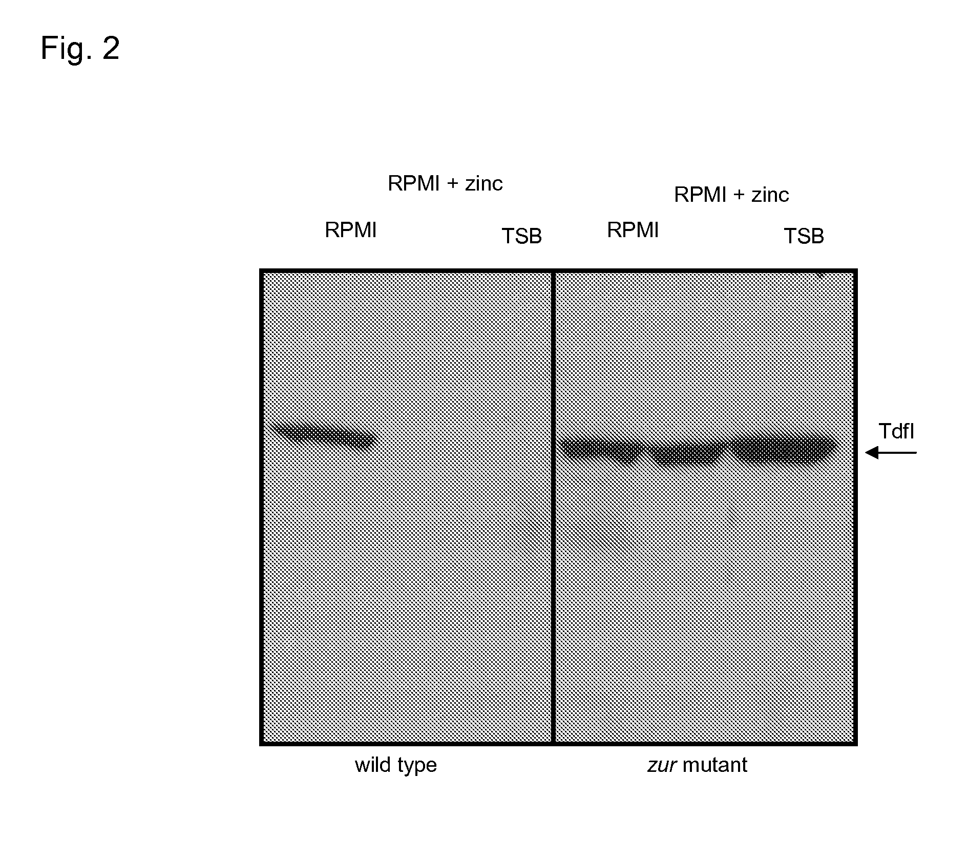 Vaccine Comprising Protein NMB0964 From Neisseria Meningitidis