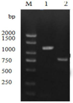 A strain of Streptomyces parvus genetic engineering bacteria and its construction method and application