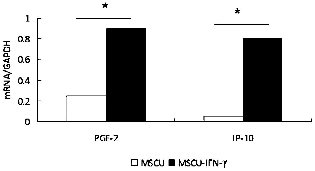 Application of umbilical cord mesenchymal stem cells in the preparation of pharmaceutical preparations for the treatment of pulmonary interstitial fibrosis