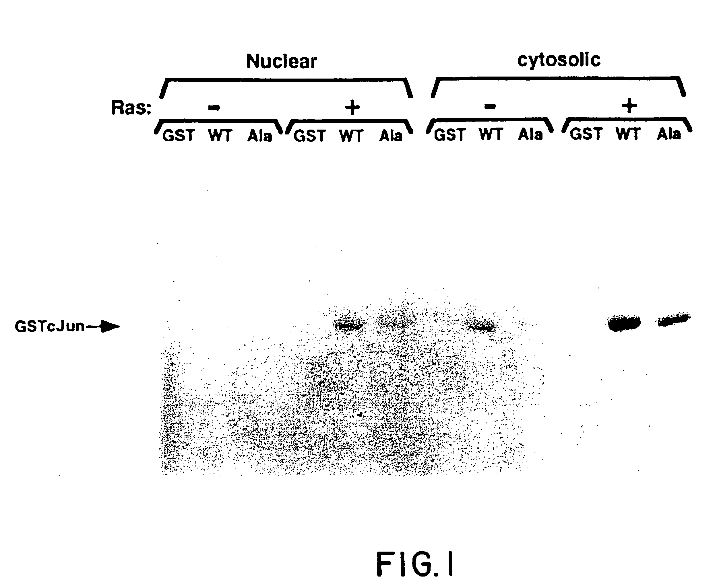 Oncoprotein protein kinase