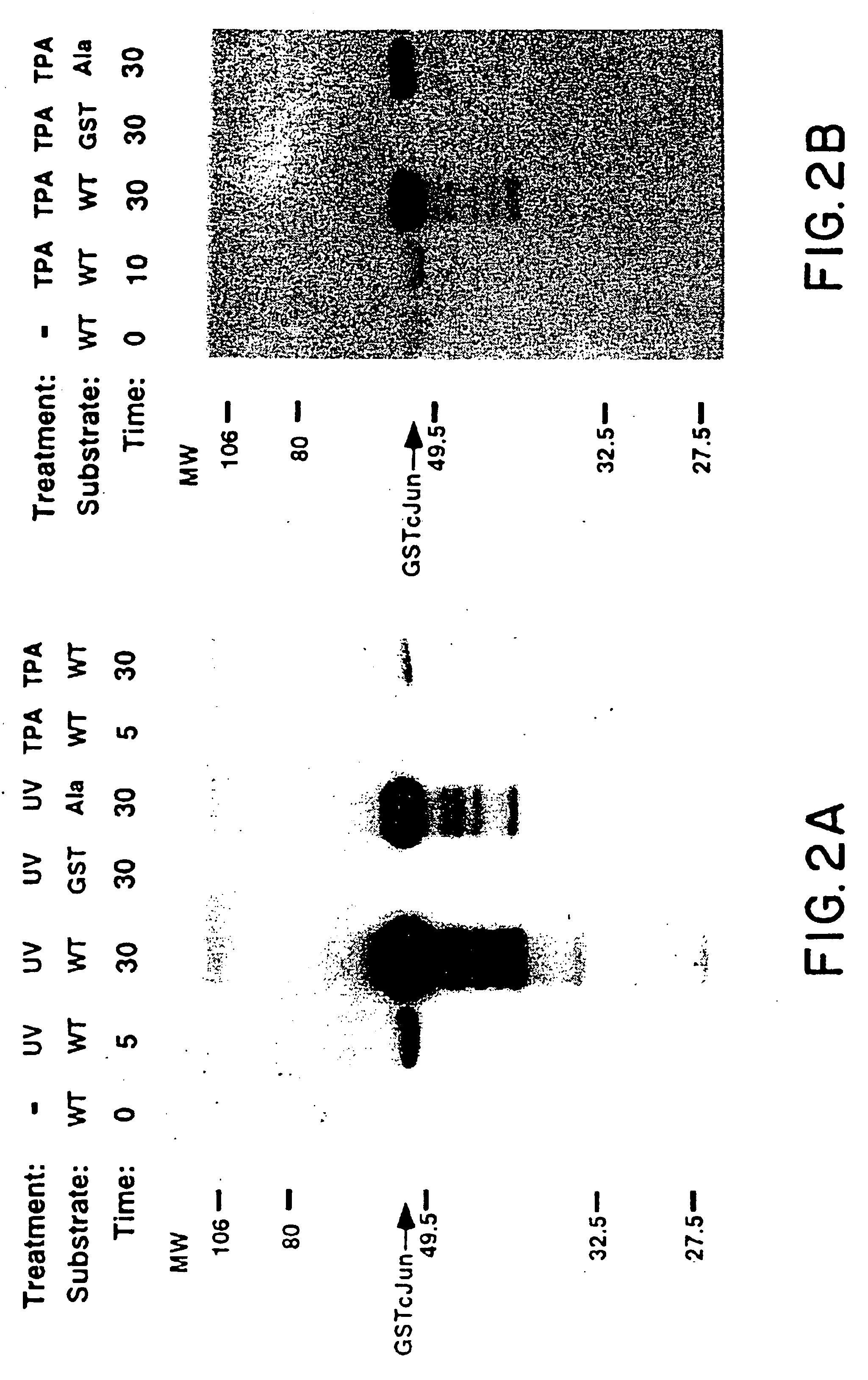 Oncoprotein protein kinase