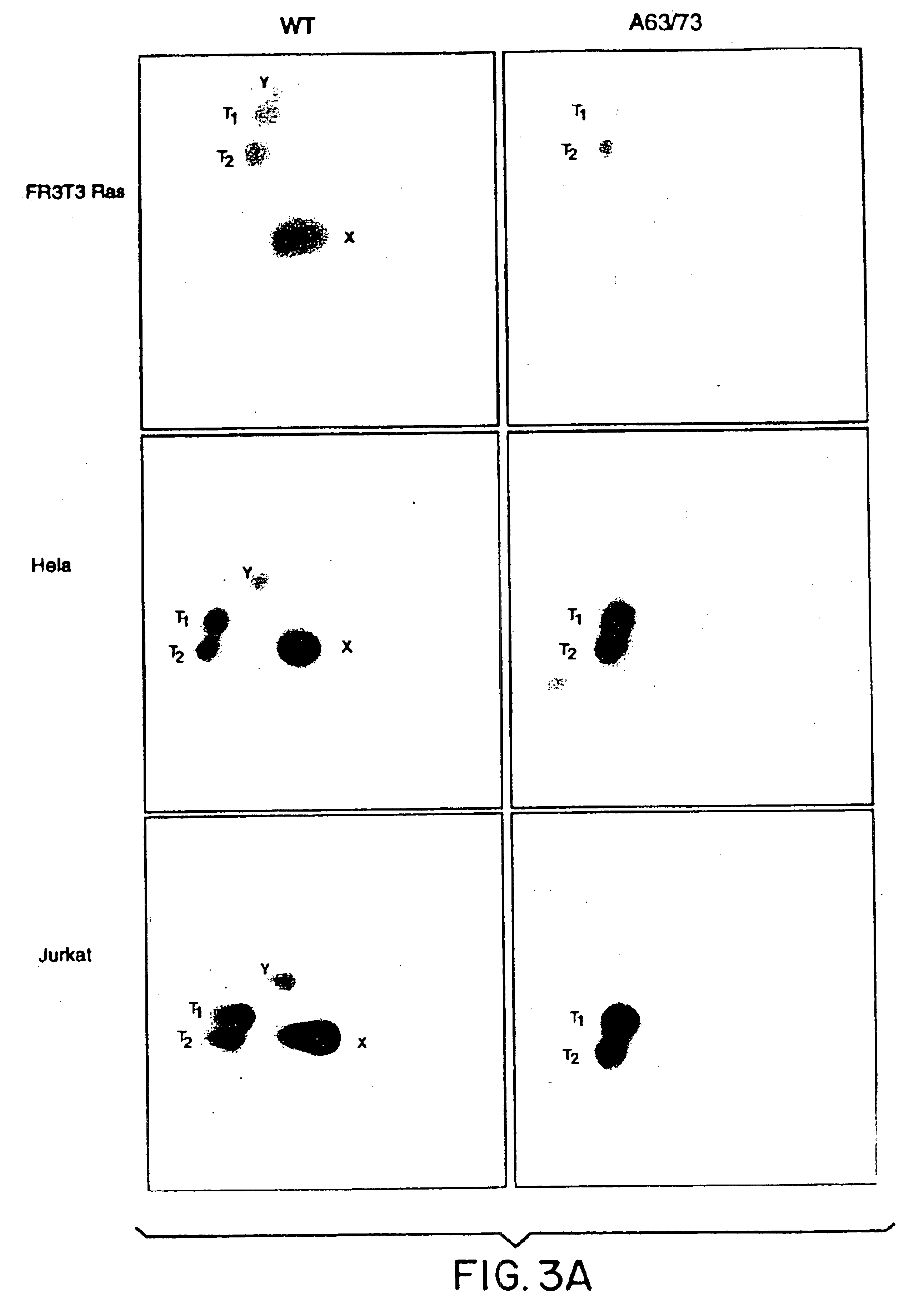 Oncoprotein protein kinase