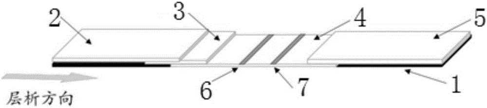 Fluorescent immunochromatography test strip for detecting furazolidone metabolites as well as preparation and application