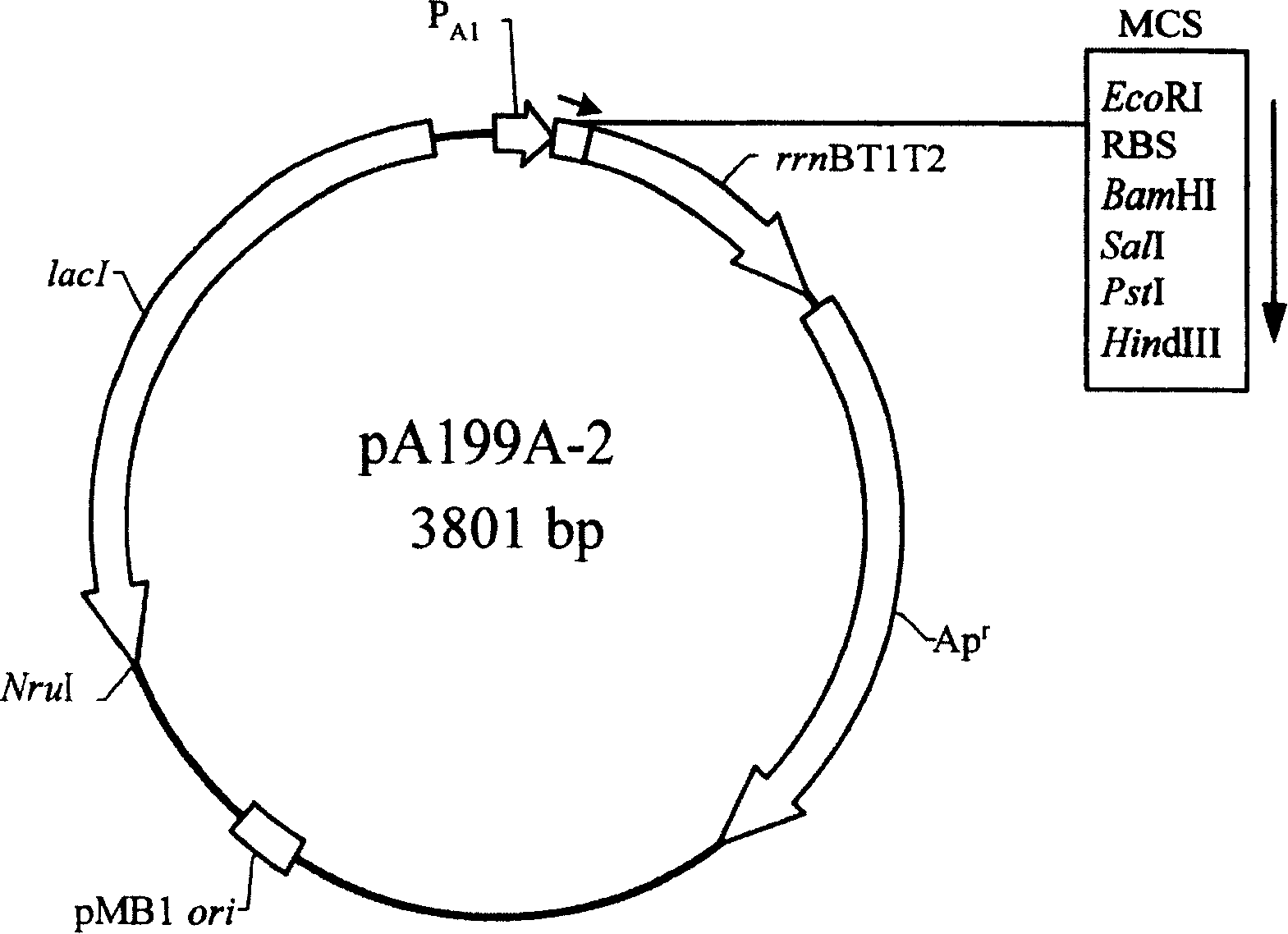 Nucleic acid structure and expression carrier for enhancing recombinant protein production and mass-production method of recombinant protein