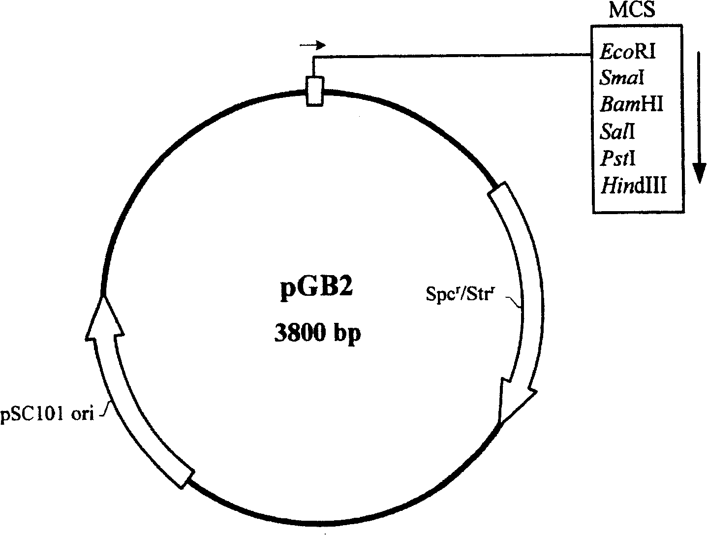 Nucleic acid structure and expression carrier for enhancing recombinant protein production and mass-production method of recombinant protein