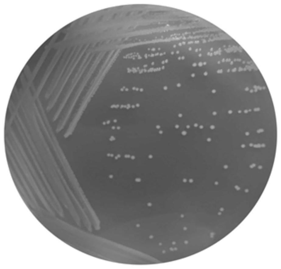 Malachite green and recessive malachite green degrading bacteria and their separation and purification methods and applications