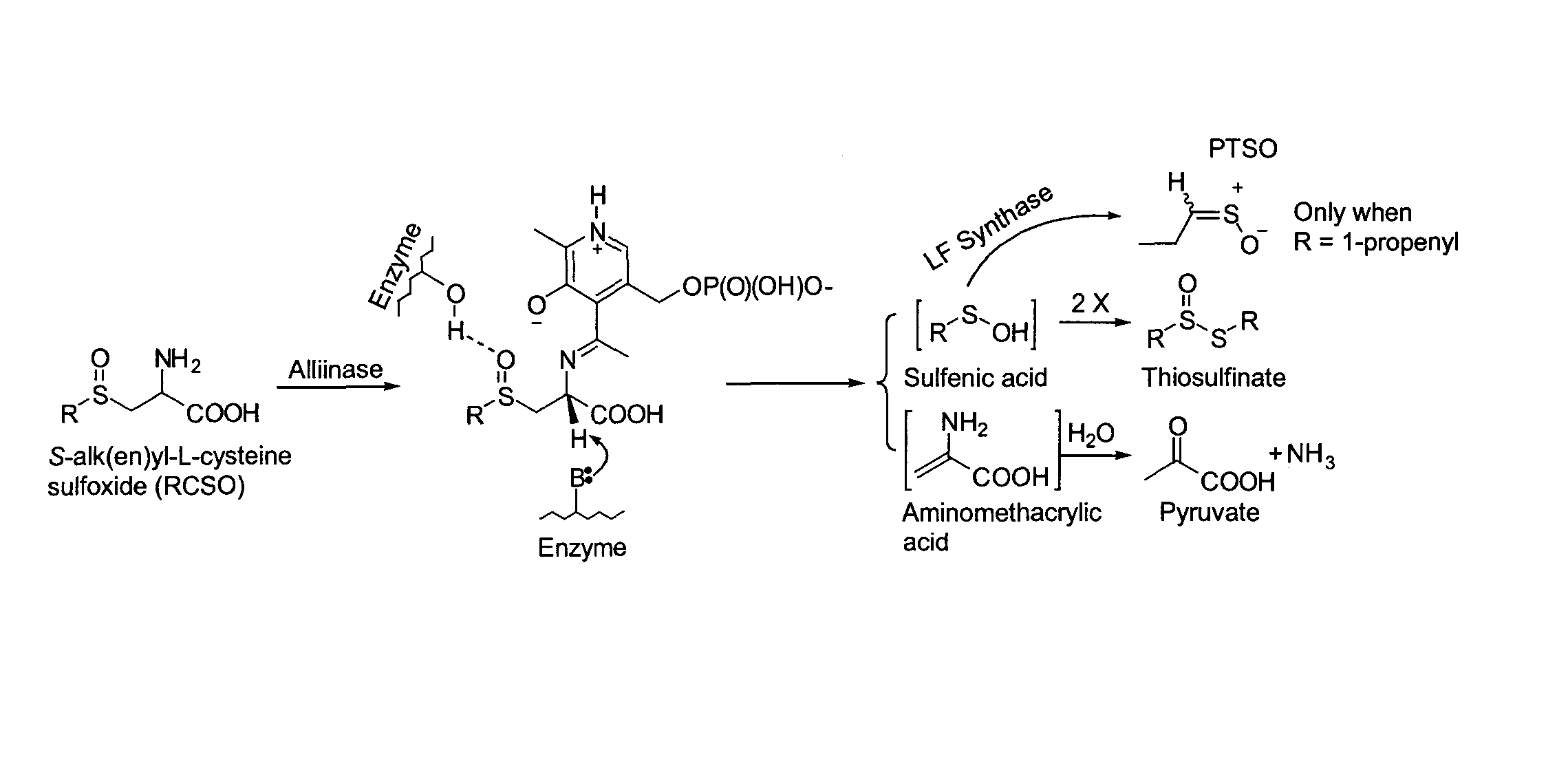 Process of preparing conjugates of allium organosulfur compounds with amino acids, peptides, and proteins