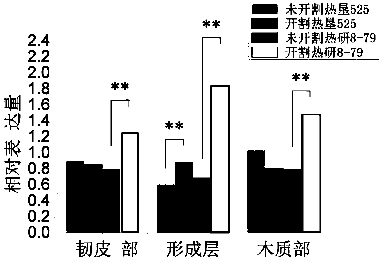 ARF gene of rubber trees and coded protein and application thereof