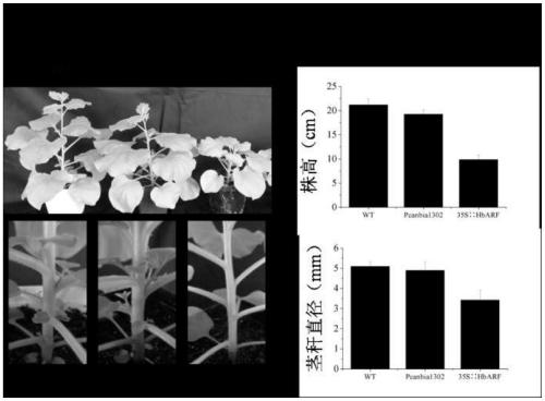 ARF gene of rubber trees and coded protein and application thereof