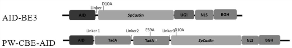 A composition, method and application for nucleotide sequence modification