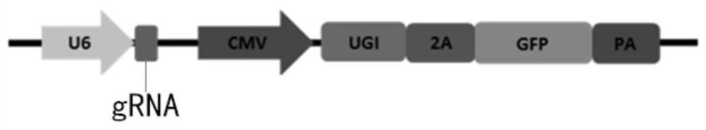 A composition, method and application for nucleotide sequence modification