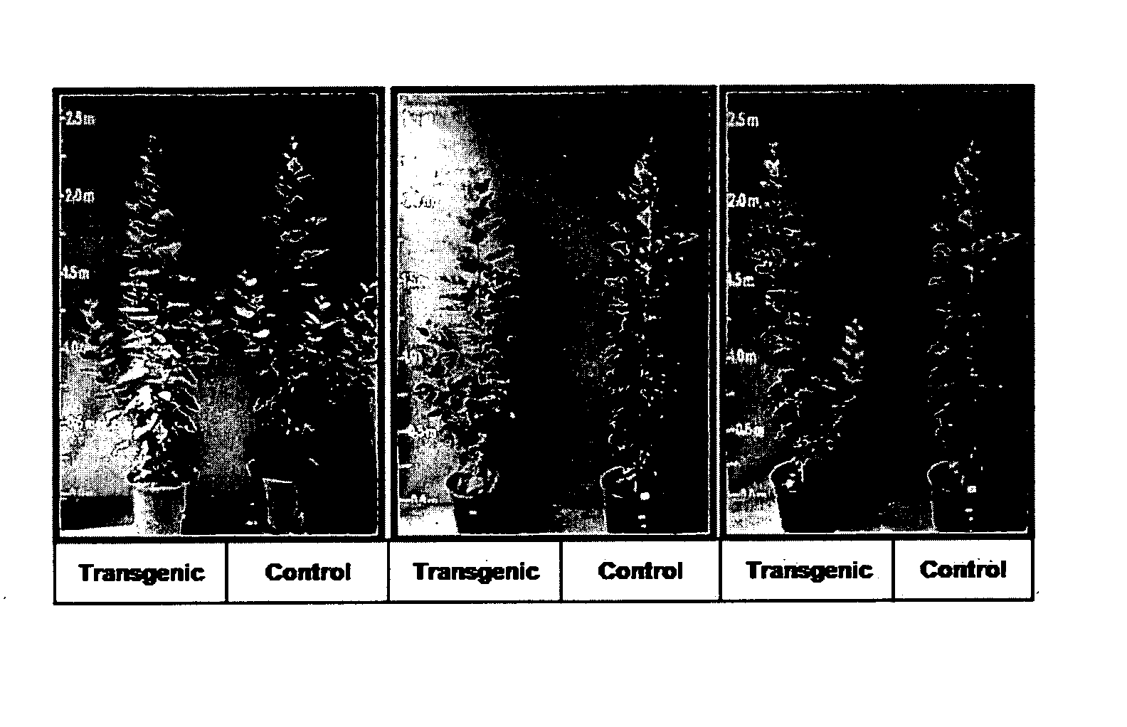 Increasing cell wall deposition and biomass density in plants