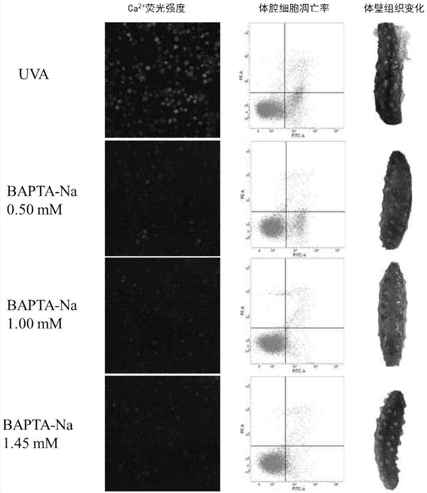 Method for delaying autolyzing of body wall of stichopus japonicus