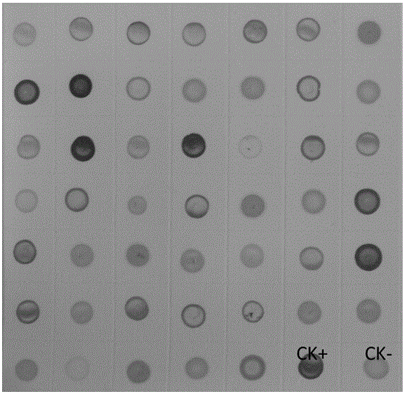 Hybridoma cell line secreting anti-wheat yellow mosaic virus monoclonal antibody and application of monoclonal antibody