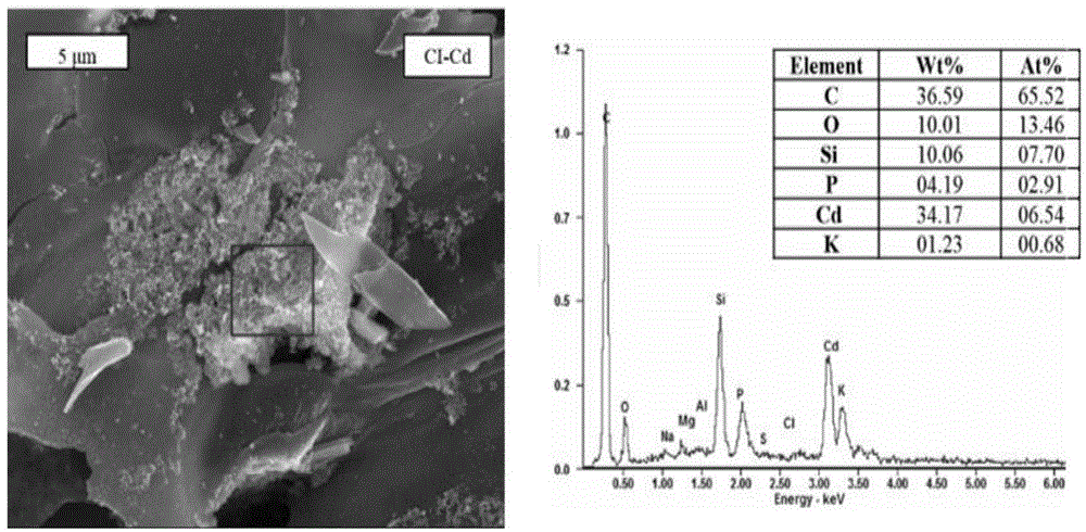 Preparation method for Canna biological carbon capable of simultaneously adsorbing ammonia nitrogen and cadmium