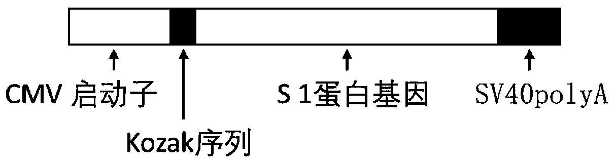 Biological product for preventing novel coronavirus