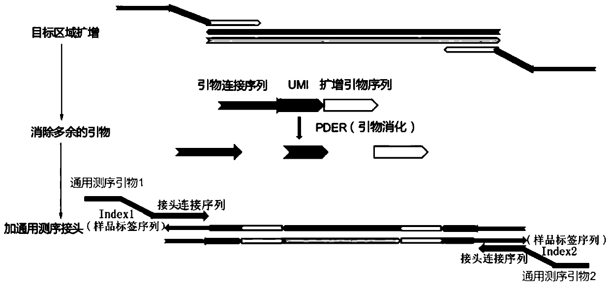 Method and kit for enriching circulating tumor DNA on basis of multiplex PCR