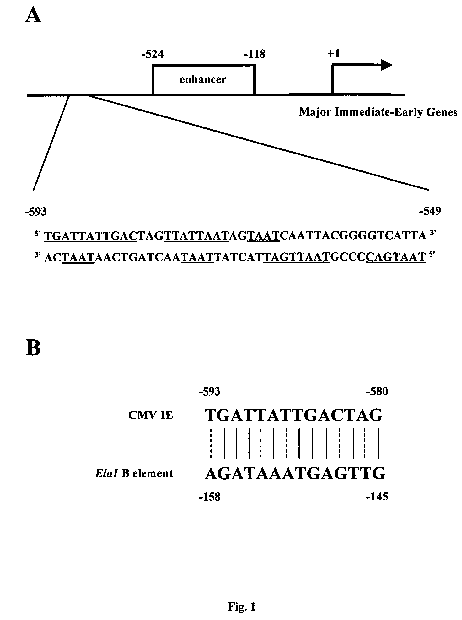 Methods and compositions for inhibiting herpesviral replication