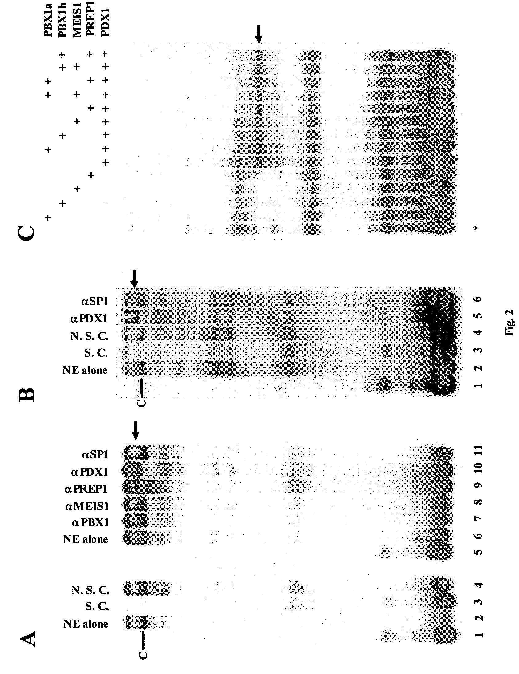 Methods and compositions for inhibiting herpesviral replication