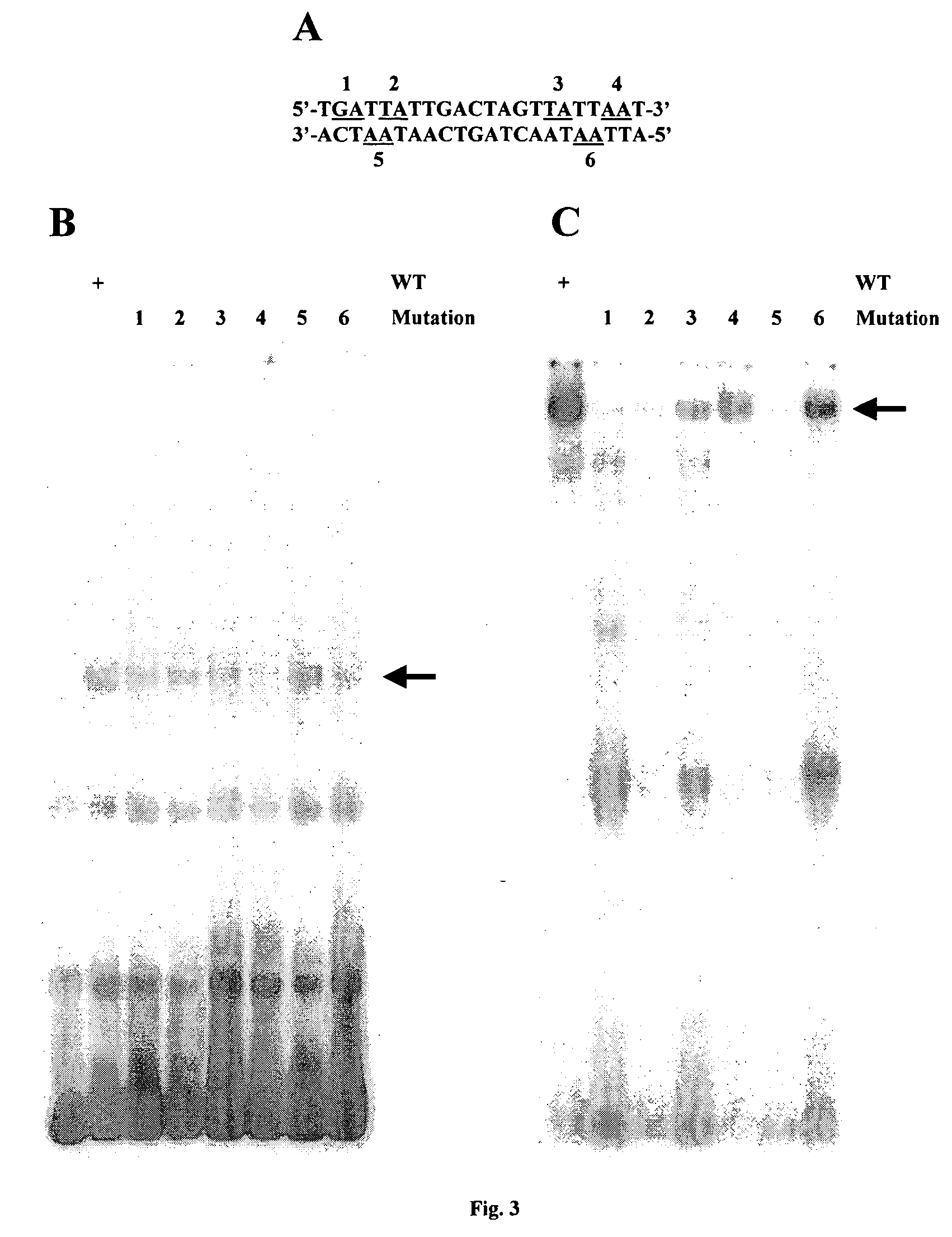 Methods and compositions for inhibiting herpesviral replication