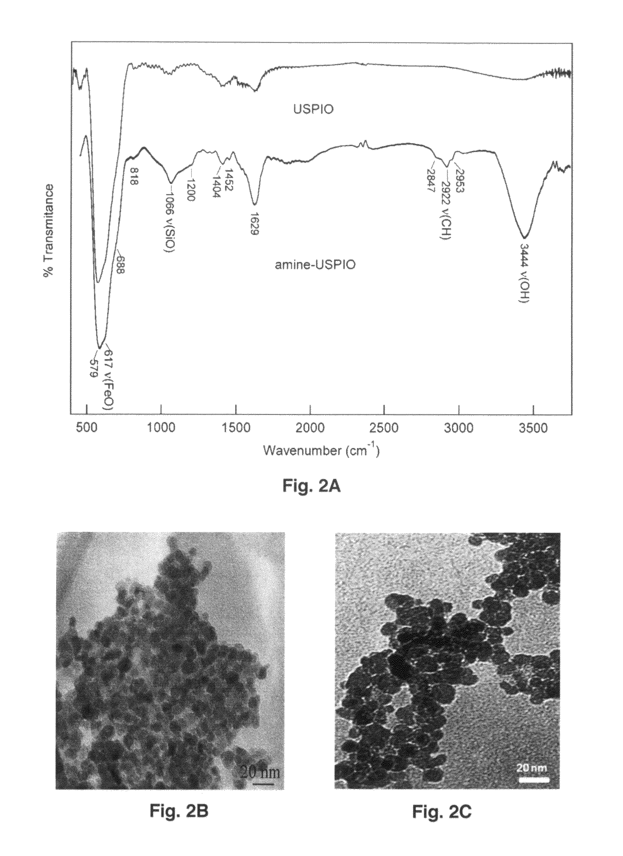 Ultrasmall superparamagnetic iron oxide nanoparticles and uses thereof