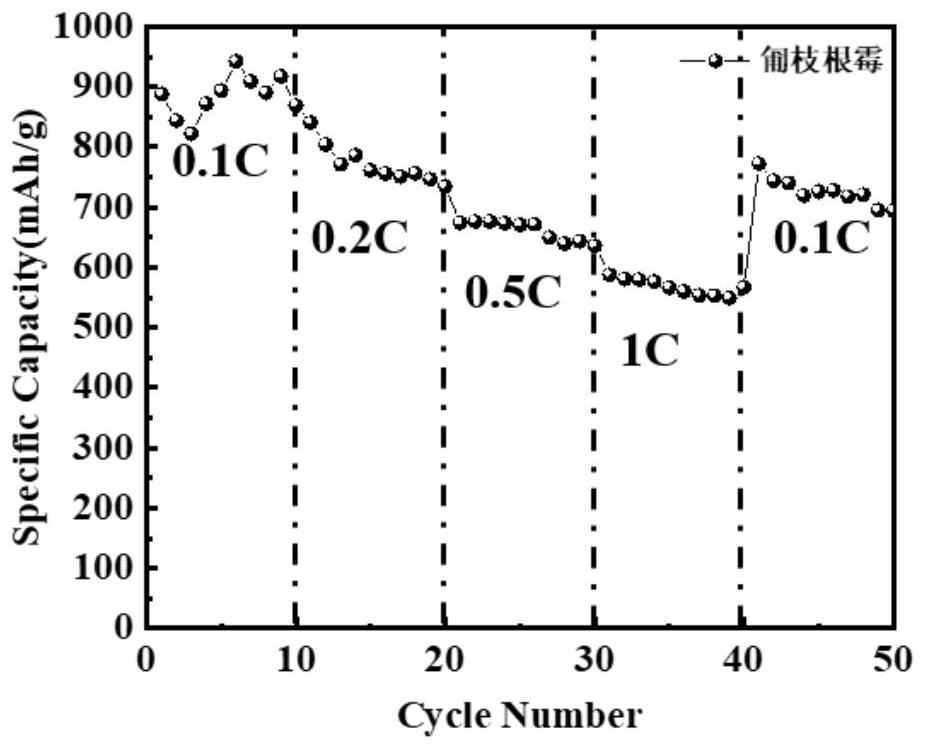 Preparation method and application of mycelium-based carbon film conductive skeleton and method for preparing battery