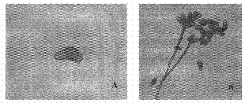 Curvularia lunata strain and application thereof