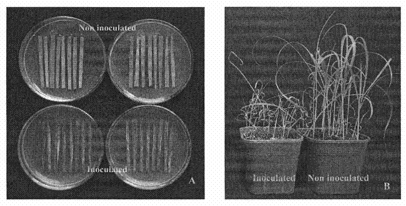 Curvularia lunata strain and application thereof