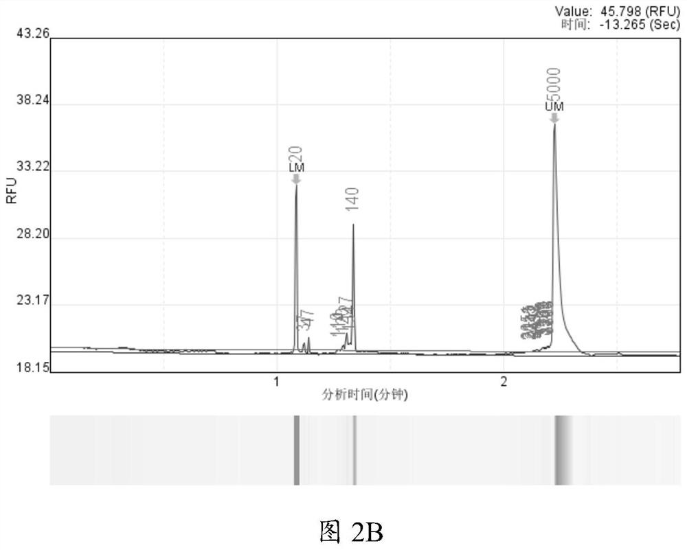 Rapid pathogenic microorganism detection method and kit thereof