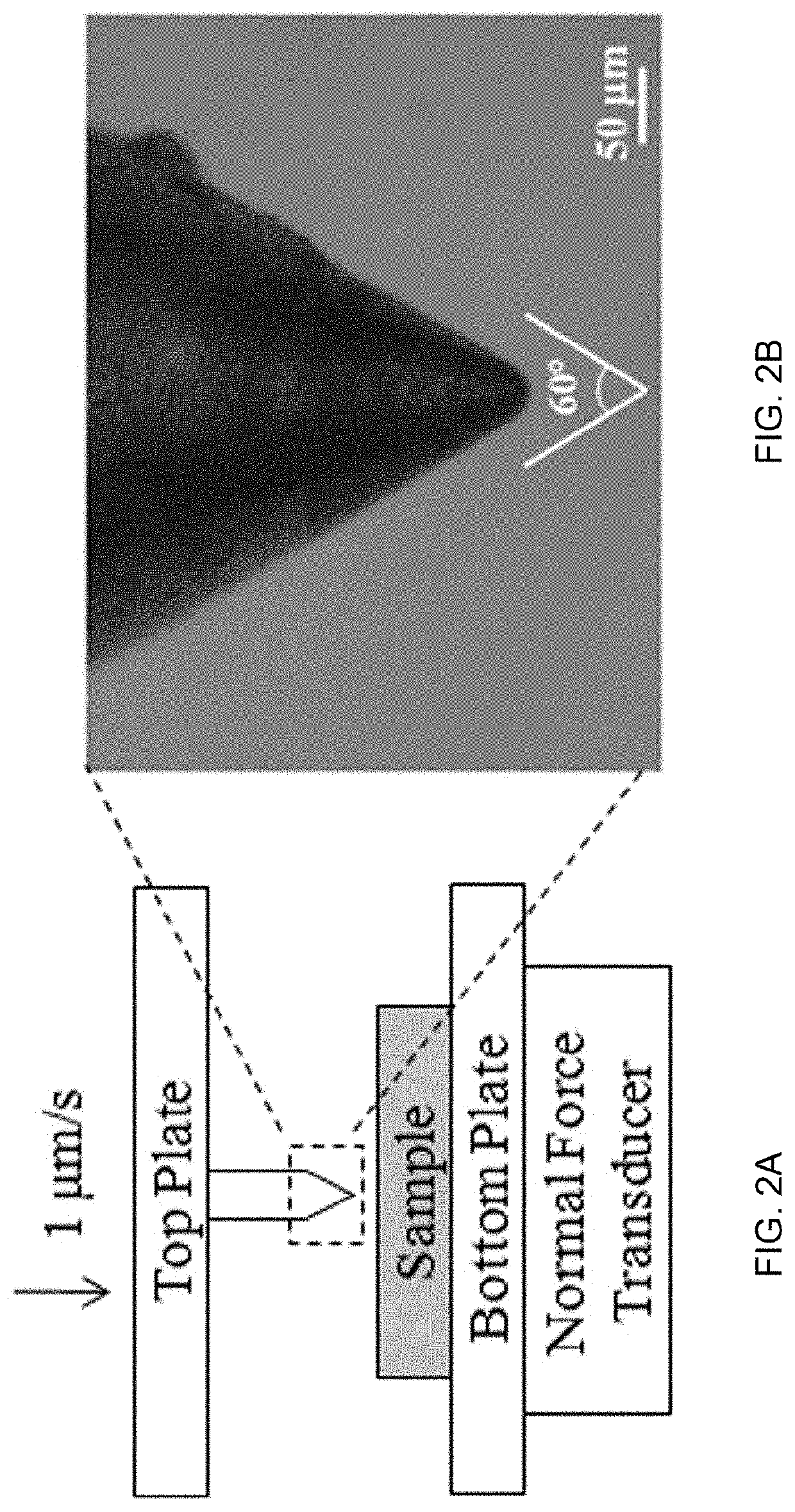 Functionally graded shape memory polymer