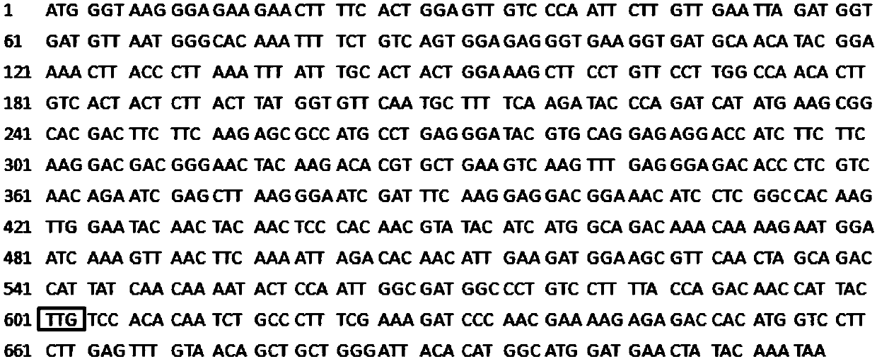 Expression system of a xylose-utilizing yeast candida jeffriesii