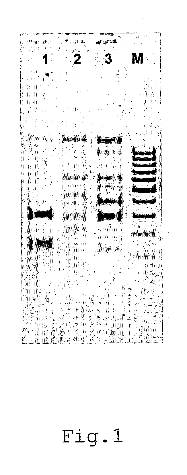 Isolated lactobacillus plantarum strain inducia dsm 21379 as probiotic that  enhances natural immunity and food products and medicinal preparations comprising it