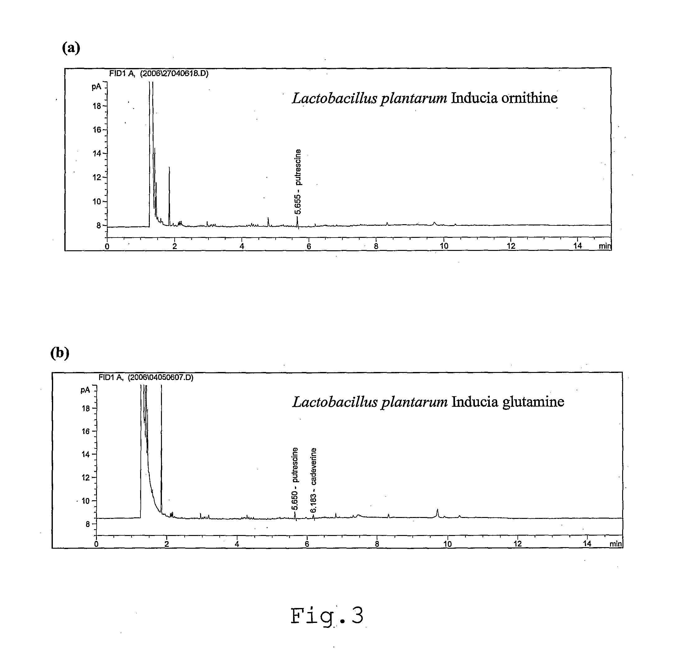 Isolated lactobacillus plantarum strain inducia dsm 21379 as probiotic that  enhances natural immunity and food products and medicinal preparations comprising it