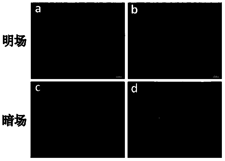 Aptamer AFB1-01 of aflatoxin B1 and application of aptamer AFB1-01