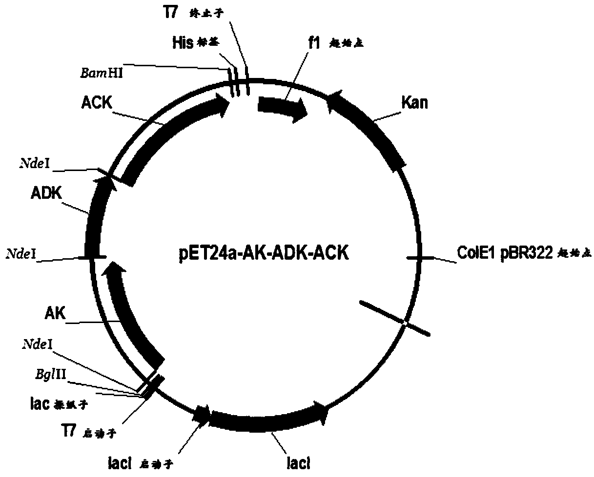 Recombinant expression vector, recombinant expression host and method for synthesizing ATP (adenosine triphosphoric acid) from recombinant expression host