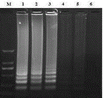 A swine vesicular disease detection kit