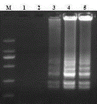 A swine vesicular disease detection kit