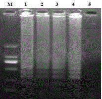 A swine vesicular disease detection kit