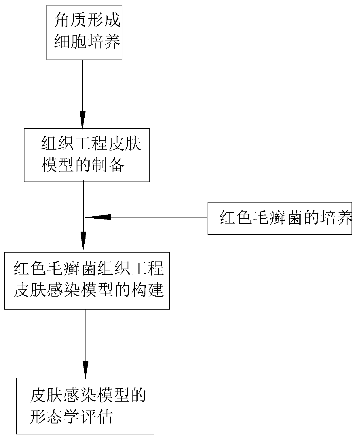 Trichophyton rubrum infection model preparation method