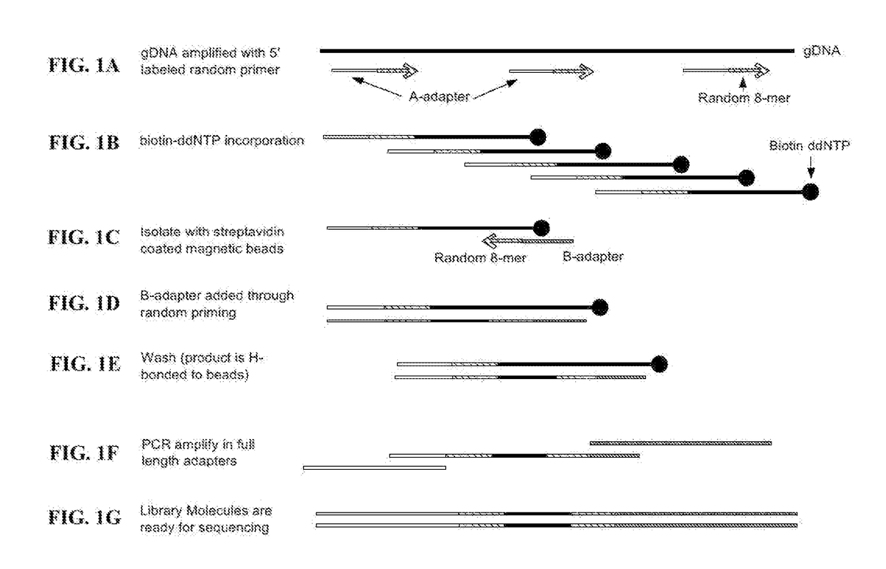 Methods and compositions for rapid nucleic acid library preparation